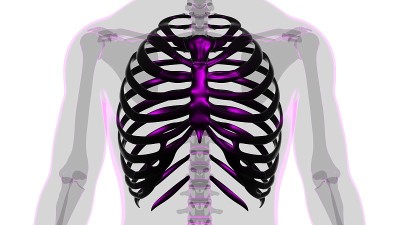 人体骨骼解剖肋骨笼3D渲染