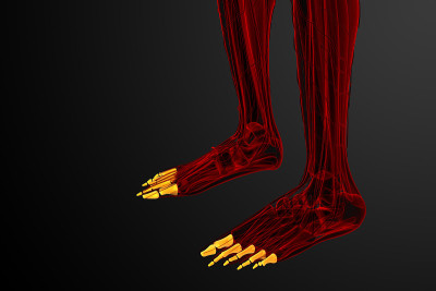 趾骨足的3d渲染医学插图