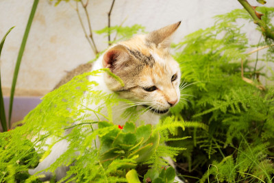 猫。