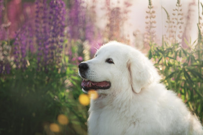 快乐的近海岸沼泽地牧羊犬。大的白色毛绒绒的牧羊犬马勒马诺阿布鲁泽牧羊犬躺在羽扇豆的田野在日落。