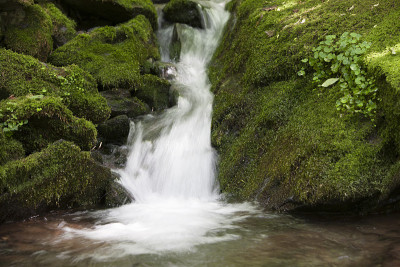 山谷,苔藓,