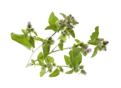 开花大牛蒡(牛蒡)