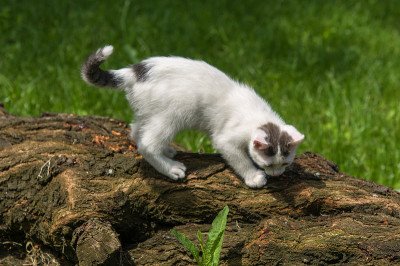 树上的猫