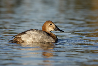 Canvasback, Aythya valisin野外