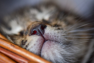 小猫