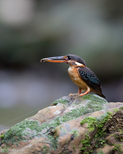 鸟:成年雌性蓝带翠鸟(Alcedo euryzona)，角度视图，侧面拍摄，站在岩石上，嘴里叼着猎物