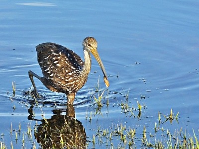 Limpkin (Aramus guarauna)——和一只苹果蜗牛在佛罗里达的湖里
