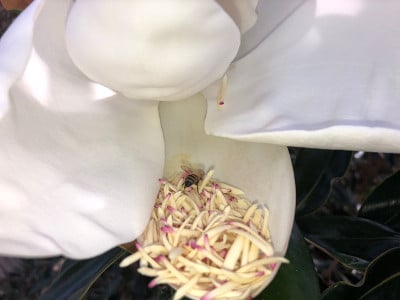 蜜蜂绕着木兰花飞舞