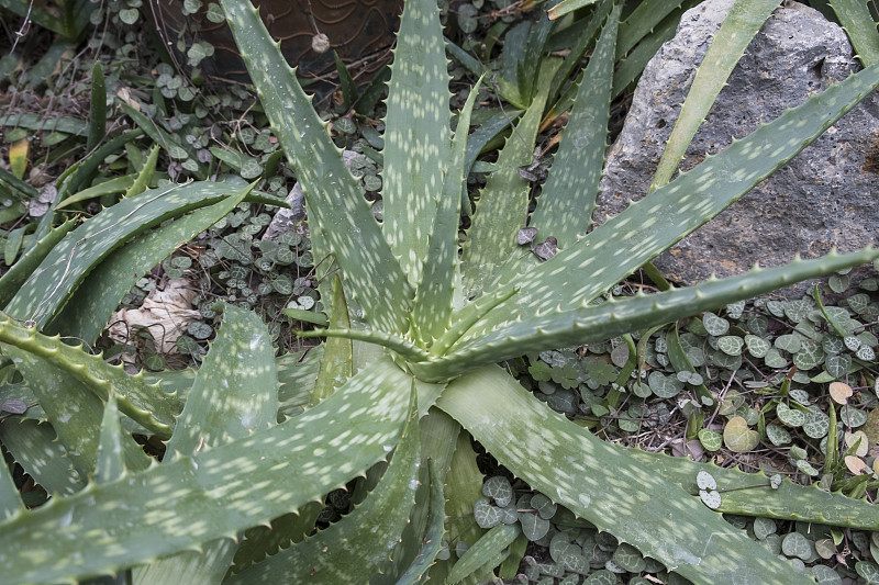 芦荟近距离