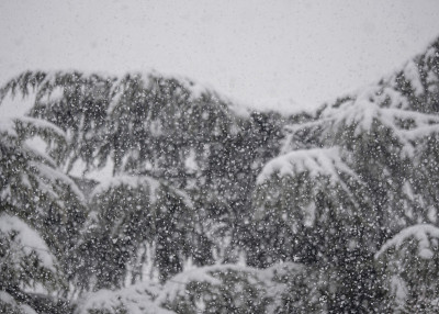 松树上下起了大雪