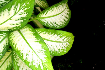 美丽新鲜的箭头植物或白鹤花2