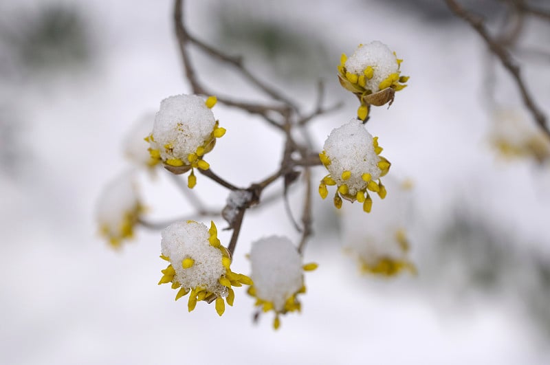 雪在康奈尔大学