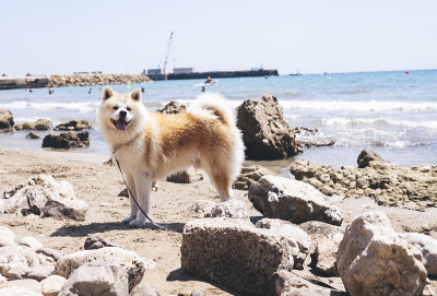 英俊的秋田犬，在狗沙滩上