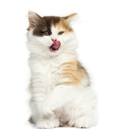 海兰直猫坐着舔，孤立上白