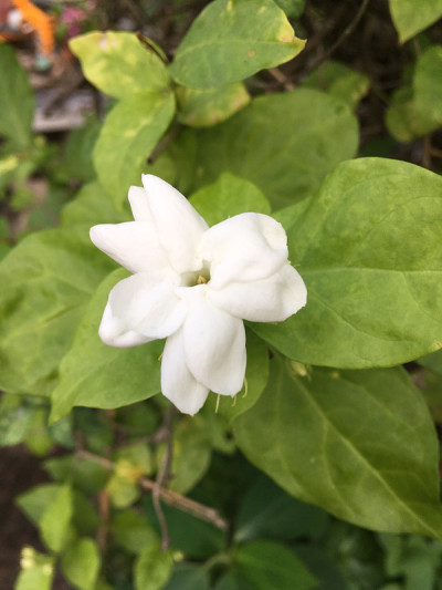 素馨属Sambac花