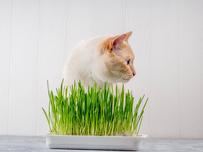 特写一只美丽的猫吃新鲜的绿草。宠物草。天然毛球治疗，绿色多汁的草为猫，发芽燕麦有用的猫，猫草，天然毛