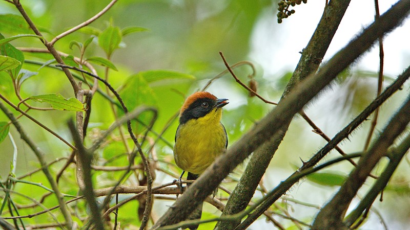 Yellow-breasted brushfinch