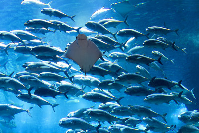 水族馆黄貂鱼