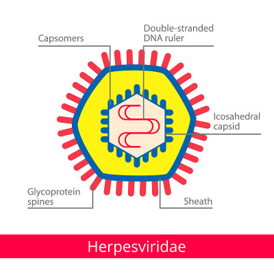 Herpesviridae。分类的病毒。