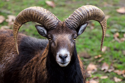 山羊的肖像。长着大角的Mouflon。