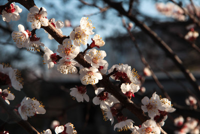 杏花的一枝。果树花对着天空。