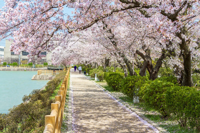 日本京都的樱花