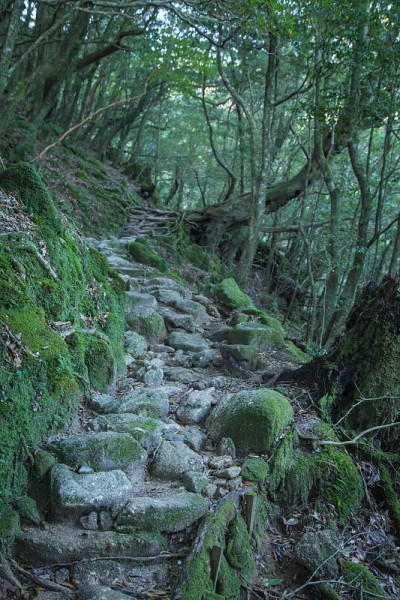 日本屋久岛白谷百合共原始森林徒步路