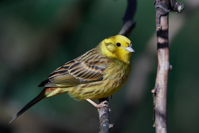 黄锤(citrinella em贝里扎)
