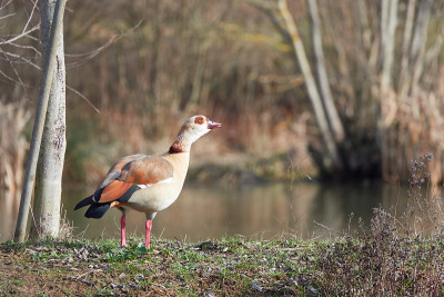 埃及鹅(Alopochen aegyptiaca, Nilgans)站在河边的一棵绿草上。