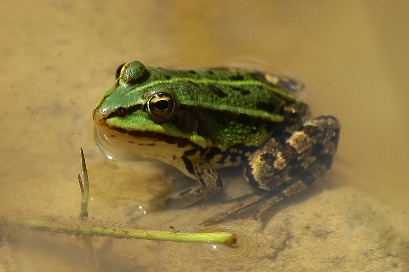 绿蛙(Pelophylax kl. esculentus)