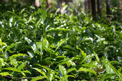 种植园里的茶叶。库诺尔，尼尔吉里，印度，泰米尔纳德邦