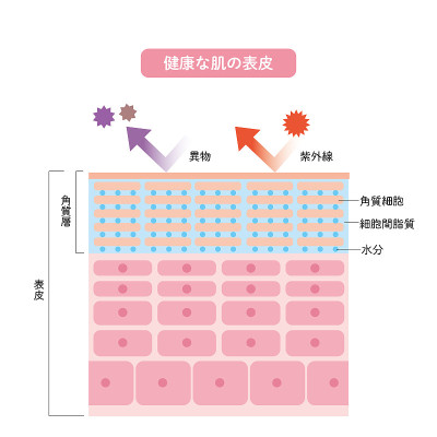 健康皮肤表皮皮肤结构皮肤图美容学