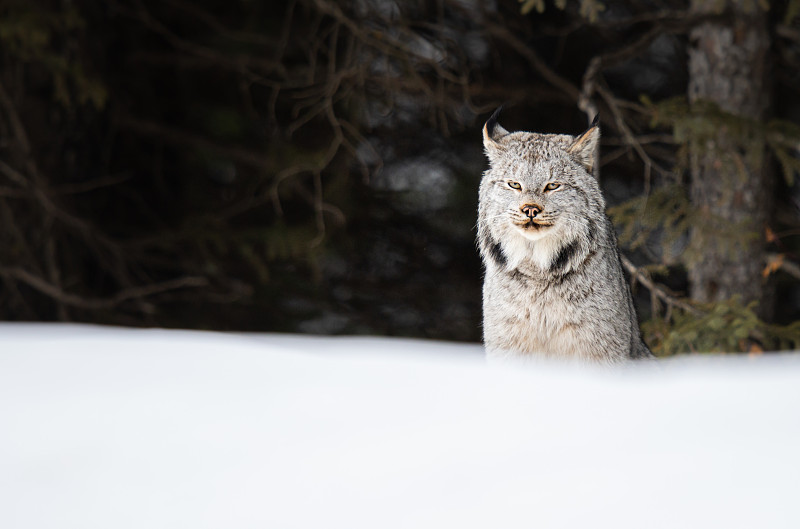 加拿大山猫