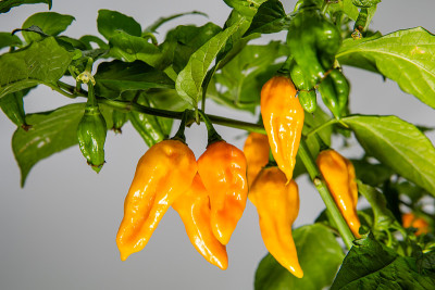 香辣黄chillies-Habanero