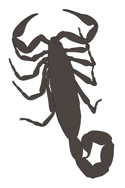 蝎子