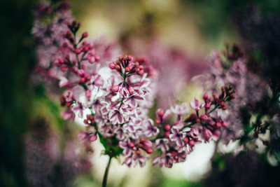 荷兰郁金香花公园春天