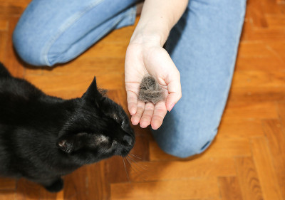 女人正在给黑猫梳毛。宠物美容。毛皮脱落。快乐的动物。
