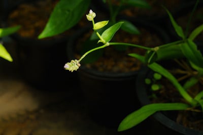 天使草(Murdannia loriformis)