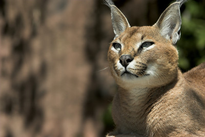 卡拉卡尔山猫