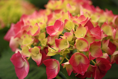 绣球花