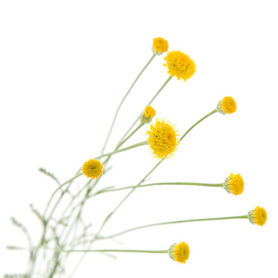 棉花薰衣草孤立在白色