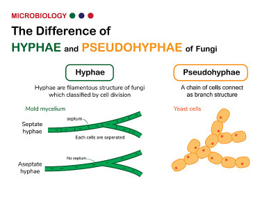 生物学图解显示了真菌霉菌中真菌丝与酵母中假菌丝的差异