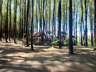 旅游公园。塞墨如山山坡上茂密的松林