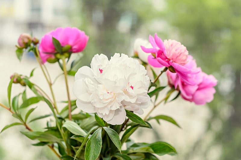 芍药属，牡丹科，花蕾粉白相间，背景模糊