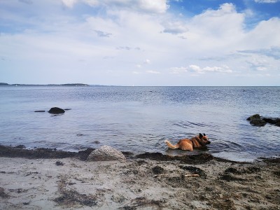 海滩上的澳大利亚牧牛犬