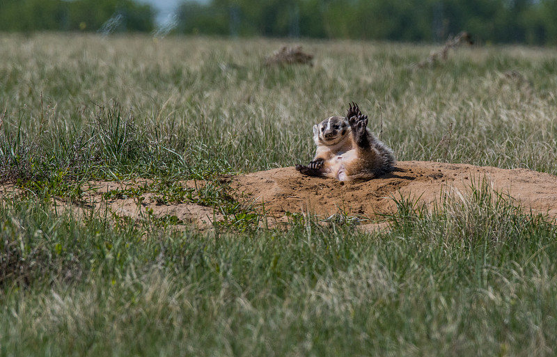 American Badger Siblings at Their Den