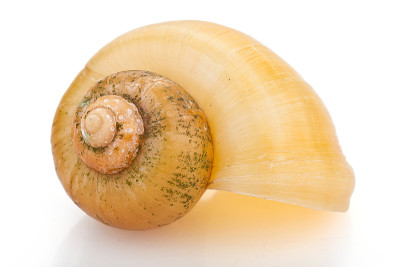 苹果蜗牛壳