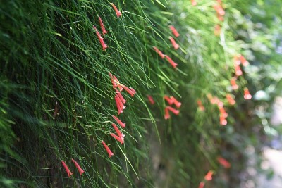 鲁塞利亚花 （鲁塞利亚等式） 。