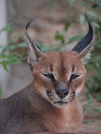 圈养的濒危野猫