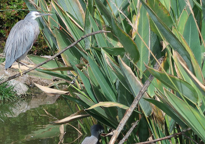 白面鹭(Egretta novaehollandiae)，又称白头鹭